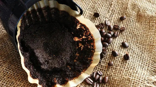 Why Upcycling Coffee Grounds is the Future of Sustainable Beauty - 2nd Ground